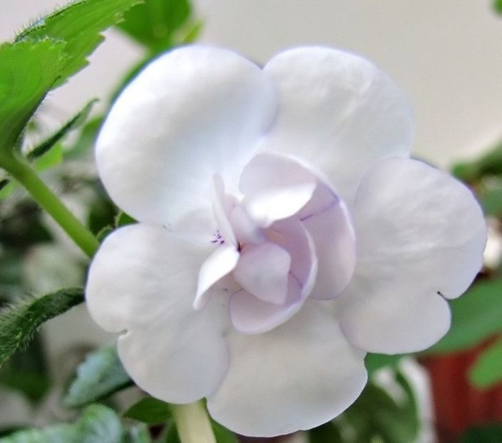 Double Picotee Rose - Double Picotee Rose