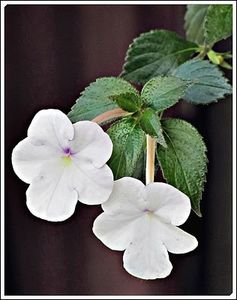 Snow Princess - Snow Princess