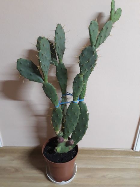  - Cactusi