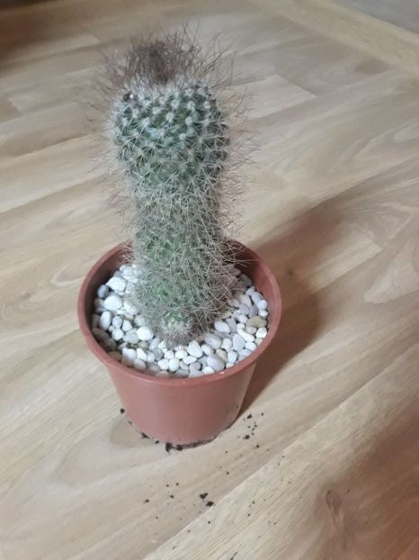  - Cactusi