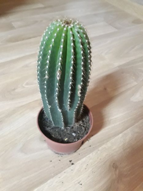  - Cactusi