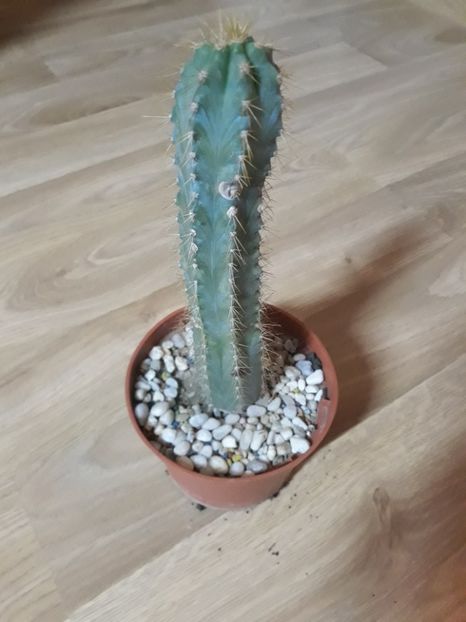  - Cactusi