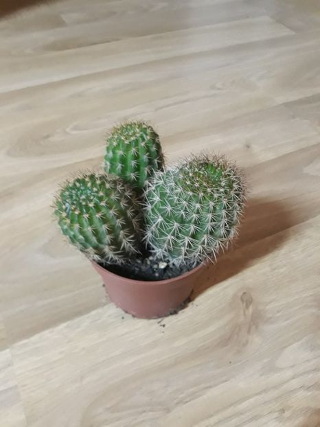  - Cactusi