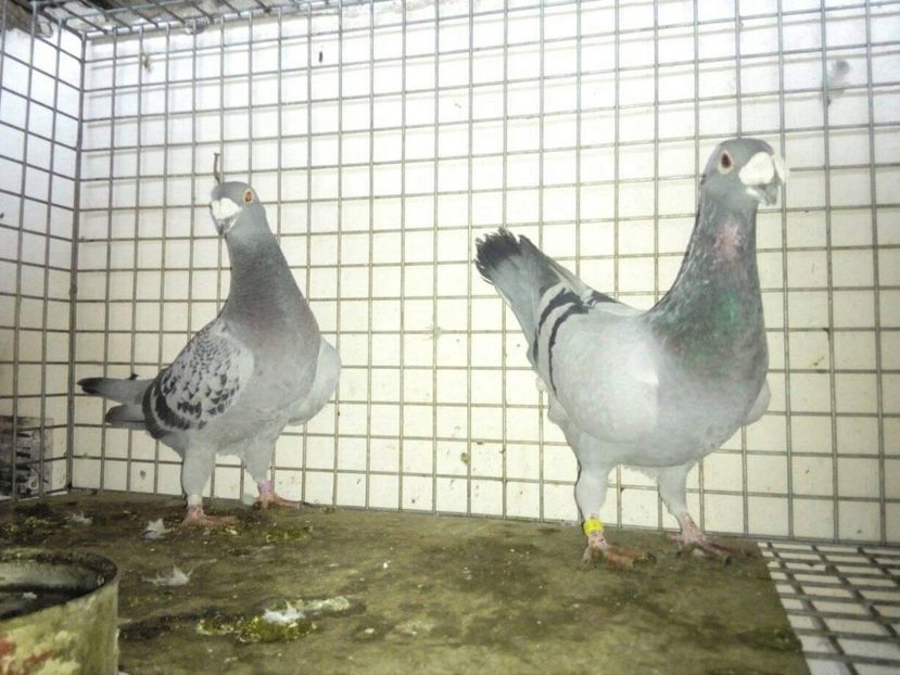 IMG-20181120-WA0001 - Porumbei voiajori stil vechi