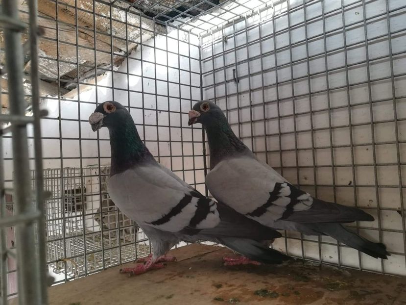 IMG-20181117-WA0001 - Porumbei voiajori stil vechi