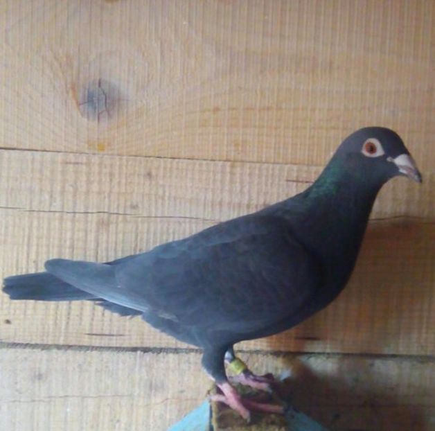 Femela 2016-955....-Bistrita - Porumbei vanduti