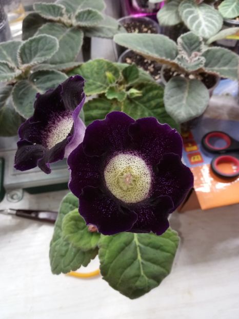 NR1 - Gloxinii din semințele obținute de mine 2018-2019