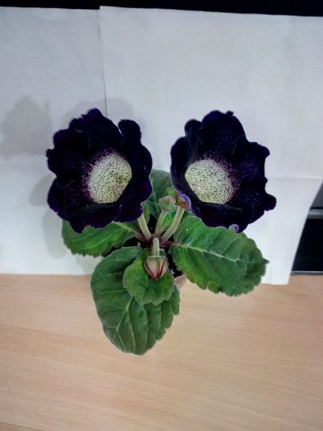 NR1 - Gloxinii din semințele obținute de mine 2018-2019