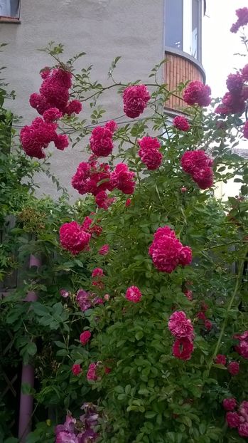  - Excelsa