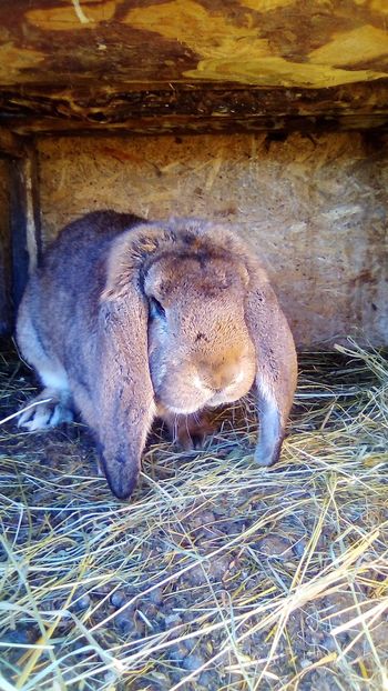  - MASCUL BG AGOUTI