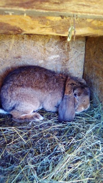  - MASCUL BG AGOUTI