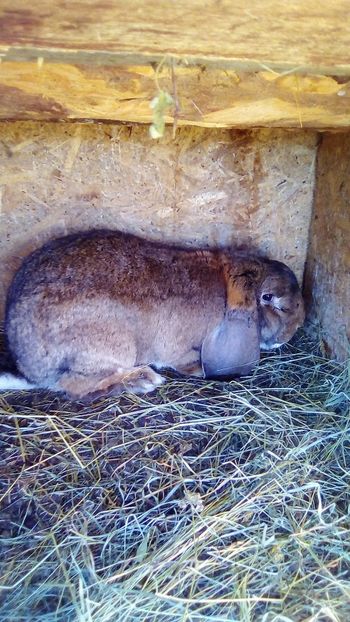  - MASCUL BG AGOUTI