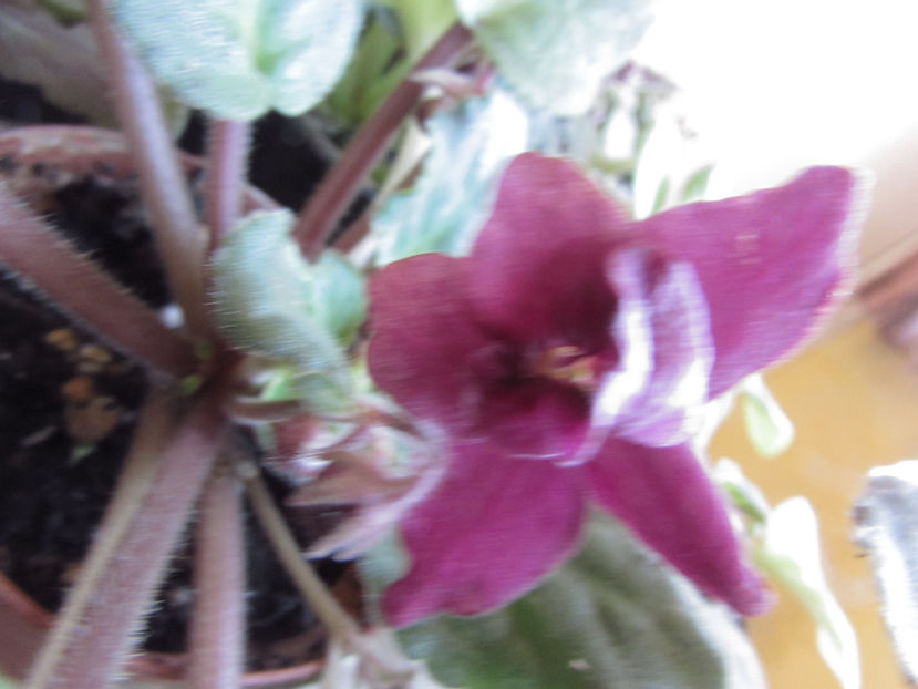  - Violete