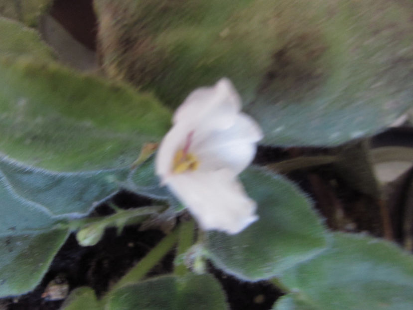 Alan_s White Feather - Violete