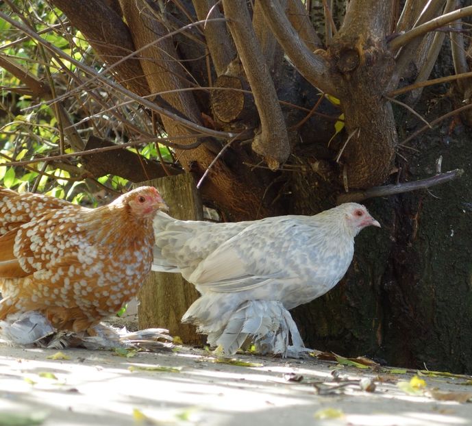  - G - Mii de flori 2018 B