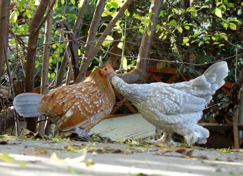  - G - Mii de flori 2018 B