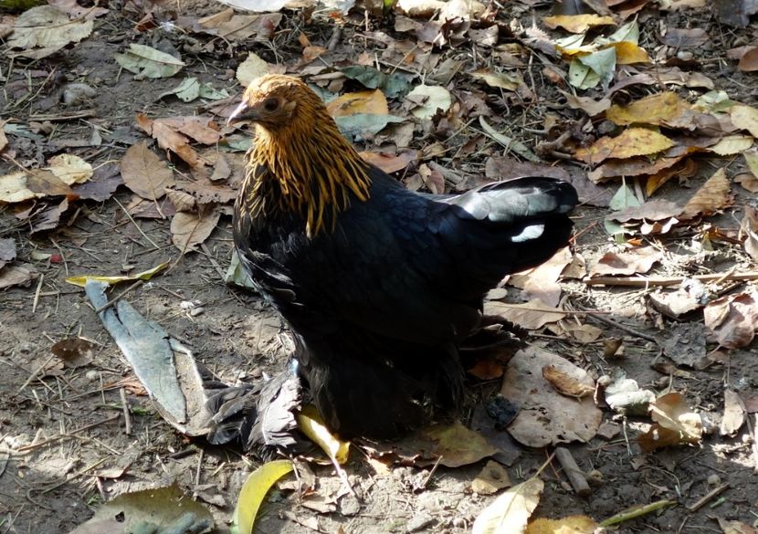  - G - Mii de flori 2018 B