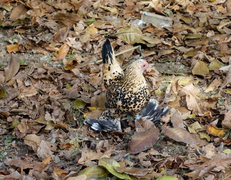  - G - Mii de flori 2018 B