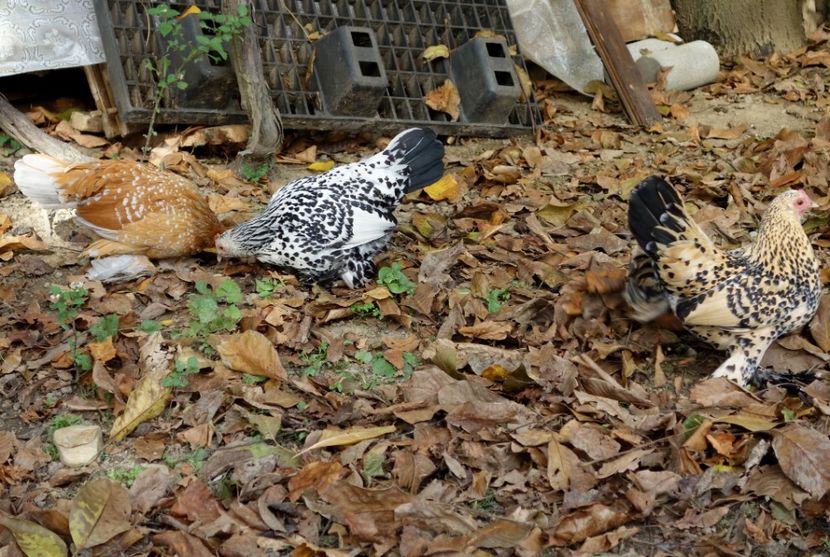  - G - Mii de flori 2018 B