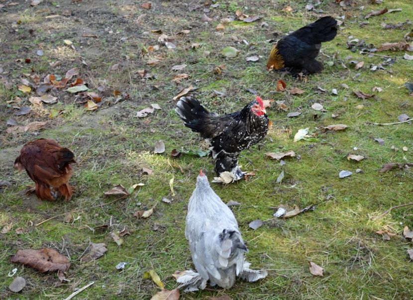  - G - Mii de flori 2018 B