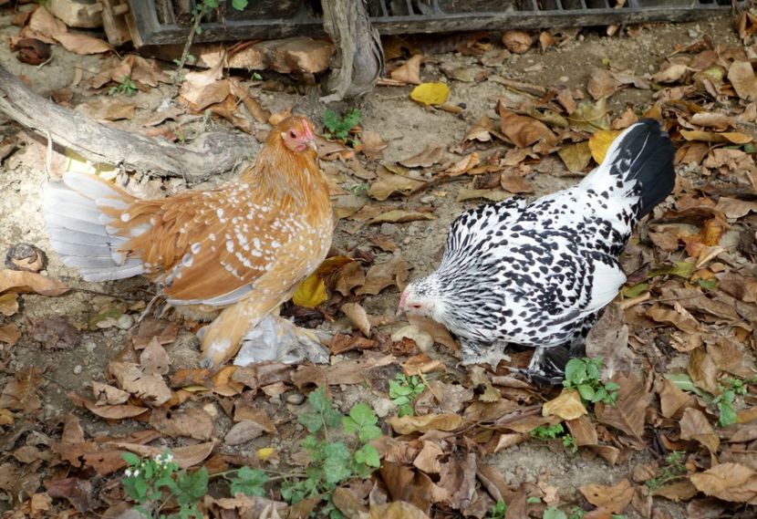  - G - Mii de flori 2018 B