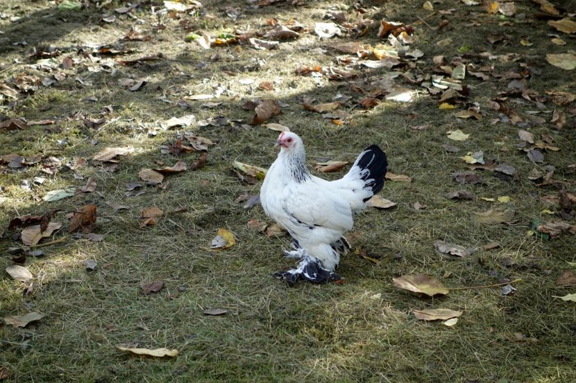 200 lei + mascul cadou - G - Mii de flori 2018 B