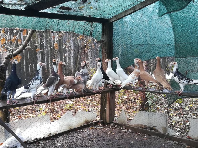 09.12.2018 - CARRIER PT MATCA 2019