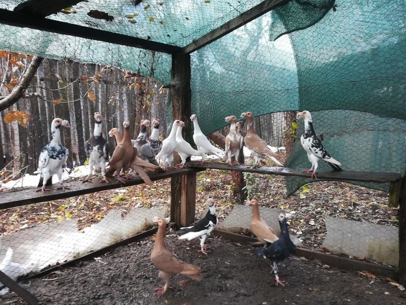 Pt.Matca.2019 - CARRIER PT MATCA 2019