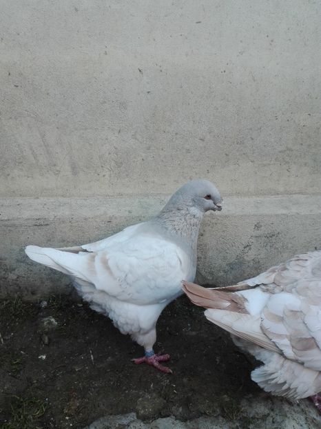 47571685_560861781042471_2167080016108584960_n (1) - TINERET 2018