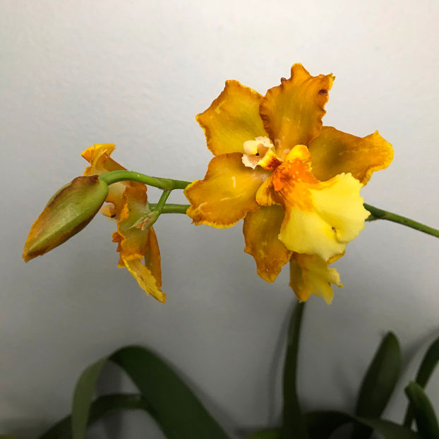  - 2018 Plante de interior