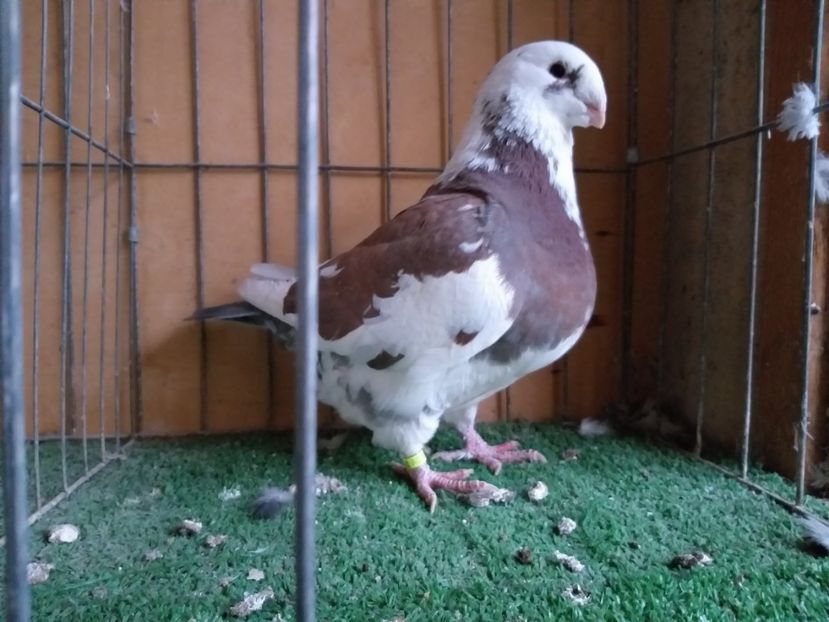  - DE VANZARE DIN MATCA 2018