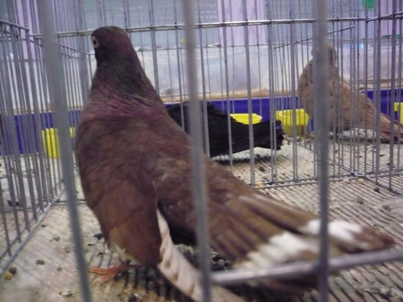 Cupa Ardealului 2018 018 - Porumbei mei la cupa Ardealului 2018 LUDUS