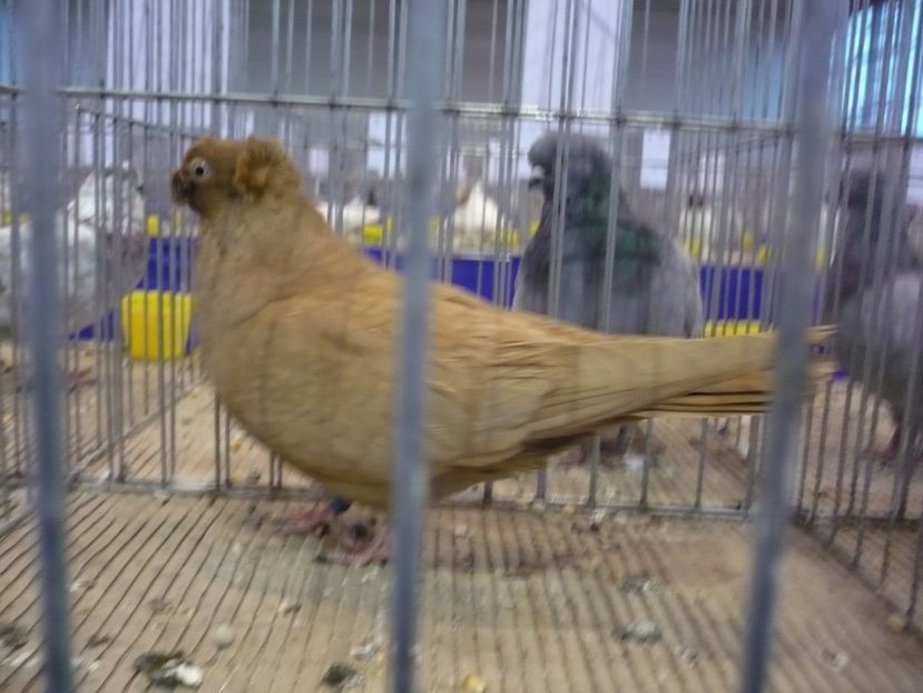 Cupa Ardealului 2018 024 - Porumbei mei la cupa Ardealului 2018 LUDUS