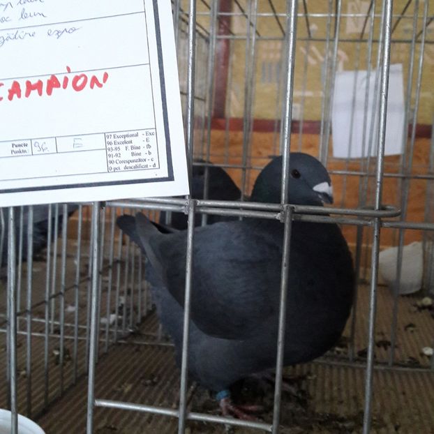 Fem.2018 - Expozitia Națională de Club CAGHR Romania 2018