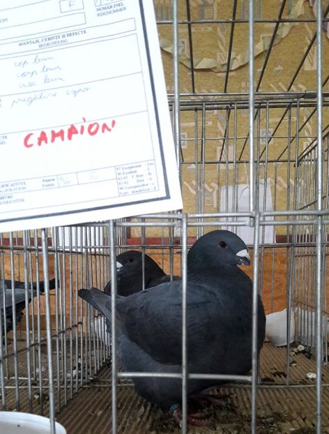  - Expozitia Națională de Club CAGHR Romania 2018