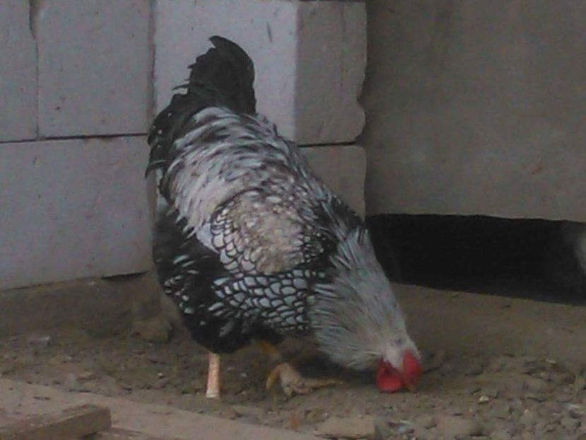 received_1074181126023749 - Pui de rasa