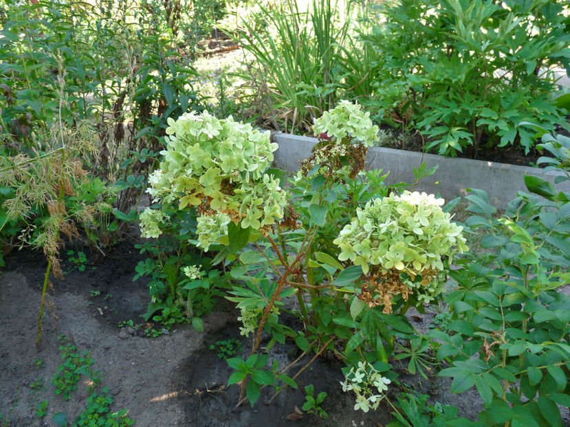 Trecute, partial arse! - Hydrangea Paniculata