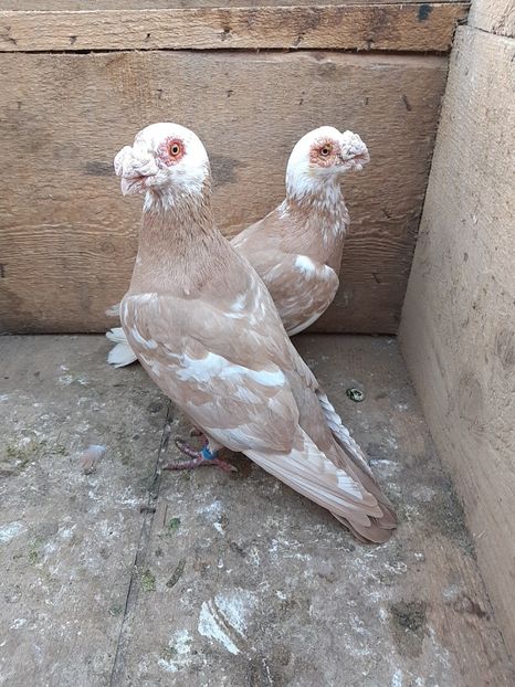 P2 m-2018, f-2014 - Perechi 2019