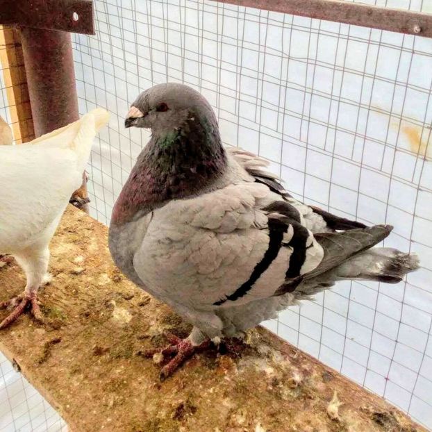 Vandut - American giant homer