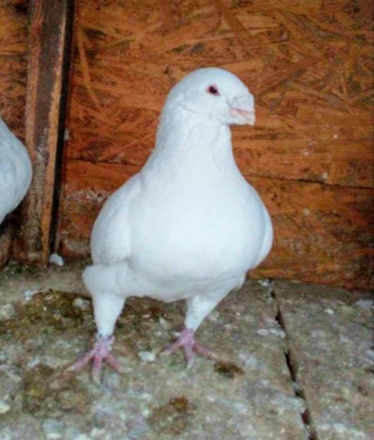 Vandut - American giant homer