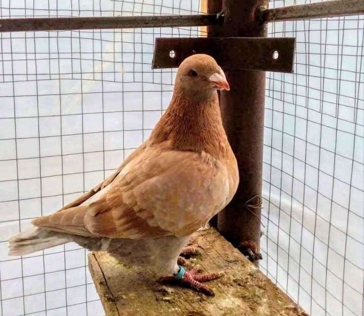 Vandut - American giant homer