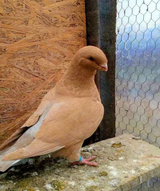 Vandut - American giant homer