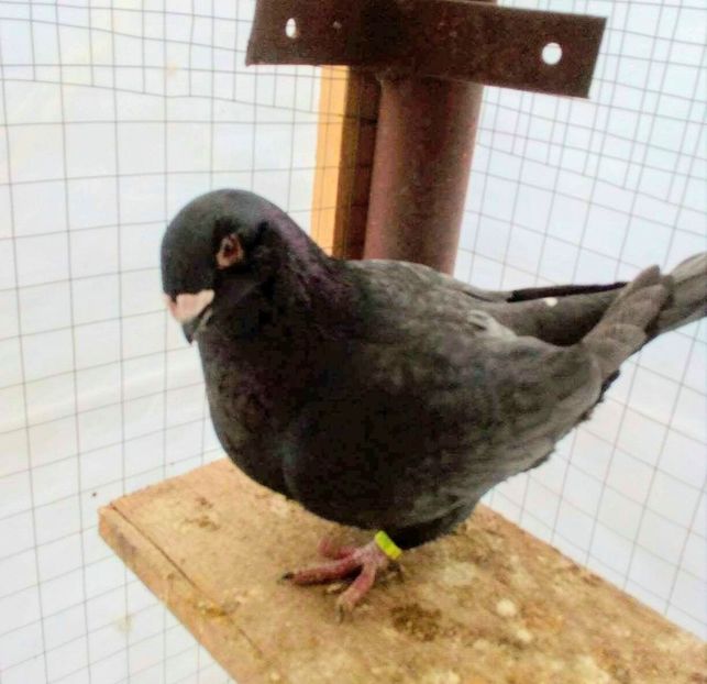 Vandut - American giant homer