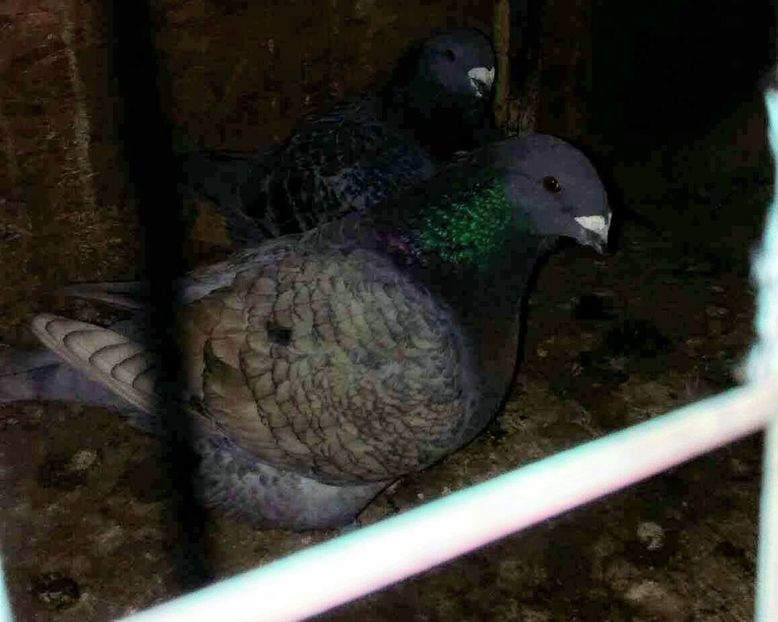 Vandut - American giant homer