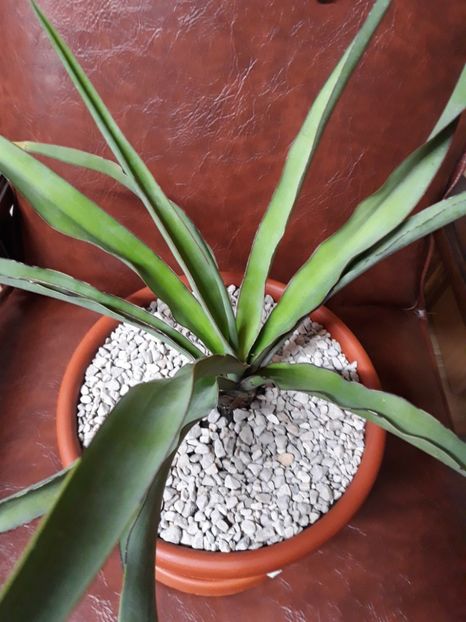 Agava Desmetiana - Agave