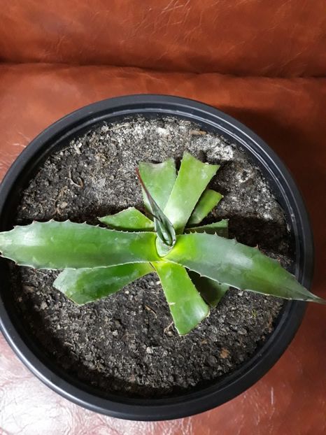 Agava Montana - Agave