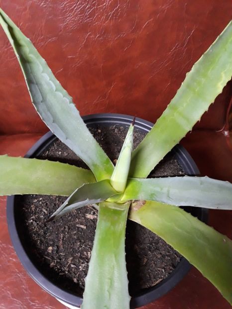 Agava Marmorota - Agave