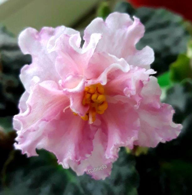 - Sunkissed Rose