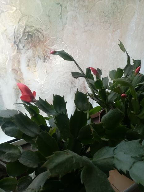  - Schlumbergera Christmas cactus 2018