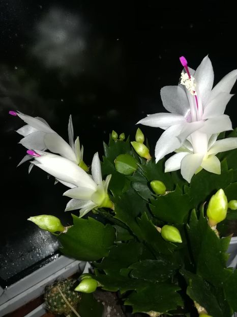  - Schlumbergera Christmas cactus 2018